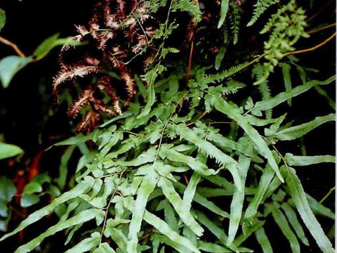 中国大熊猫把马来西亚吃穷了,当地人急着退货没钱,养不起了