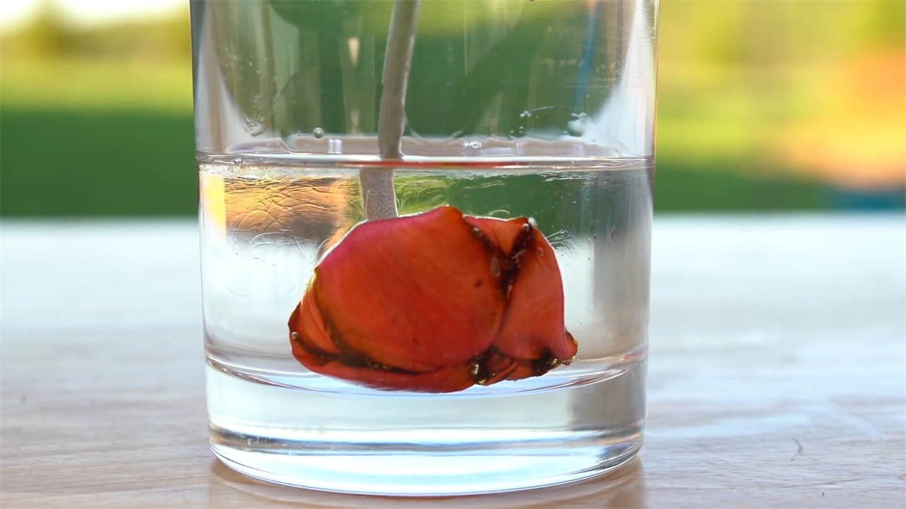 浓硫酸和王水谁更厉害看俄罗斯小伙把锁泡进去的结果就知道