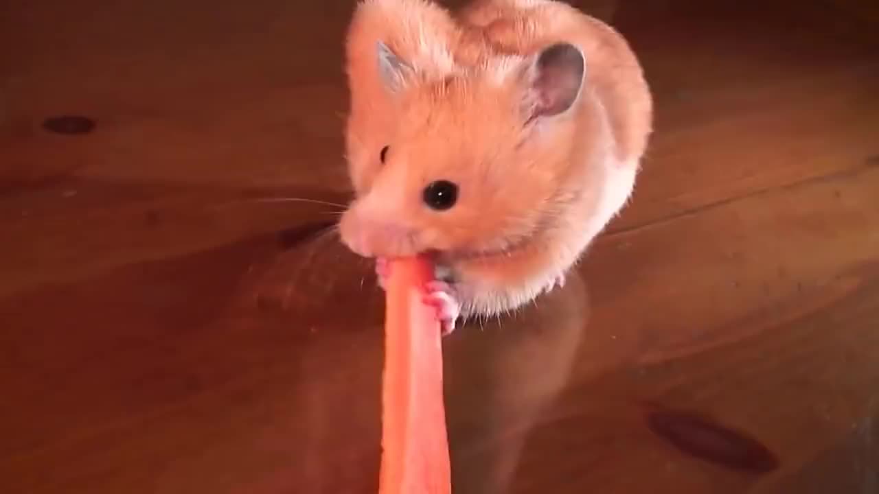 把仓鼠放进一大箱葵瓜子中 嘴里塞满了瓜子 超可爱的