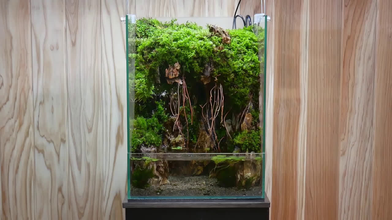 制作一口创意小雨林缸就是这么简单 @微博水族