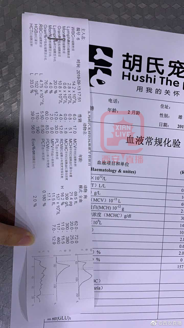 宠物店买到星期狗|低血糖|泰迪|宝鸡_新浪新闻