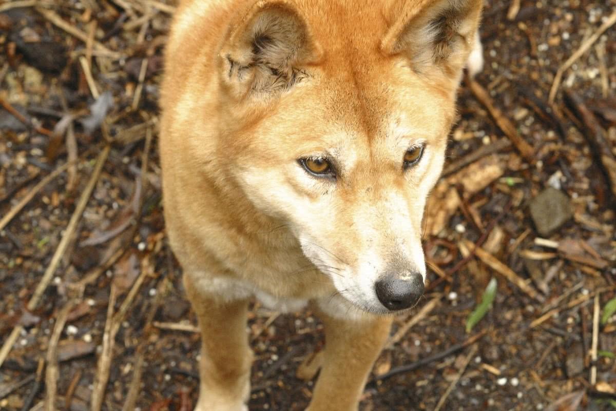 12 Ciekawostek o Dingo australijskim - Podróż Trwa