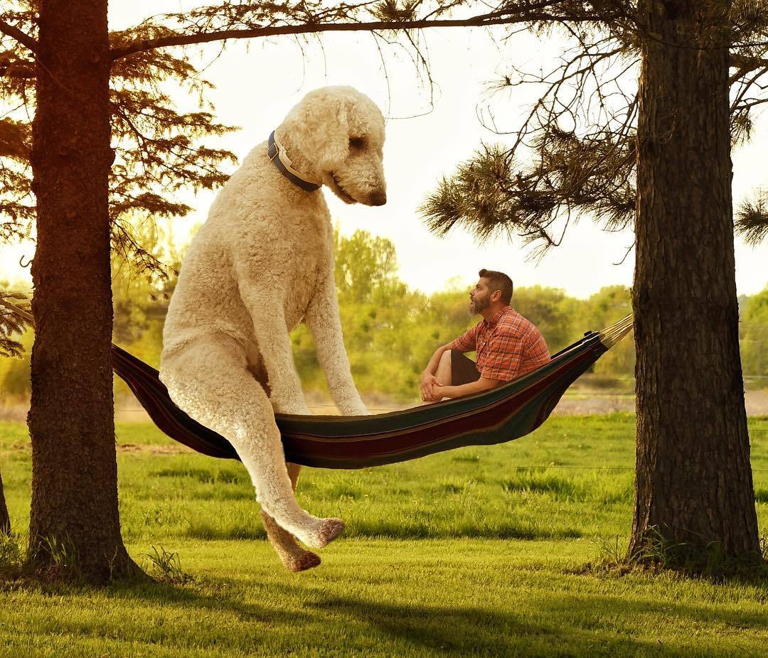 狗狗新闻摄影教程笔记，技巧教学大全