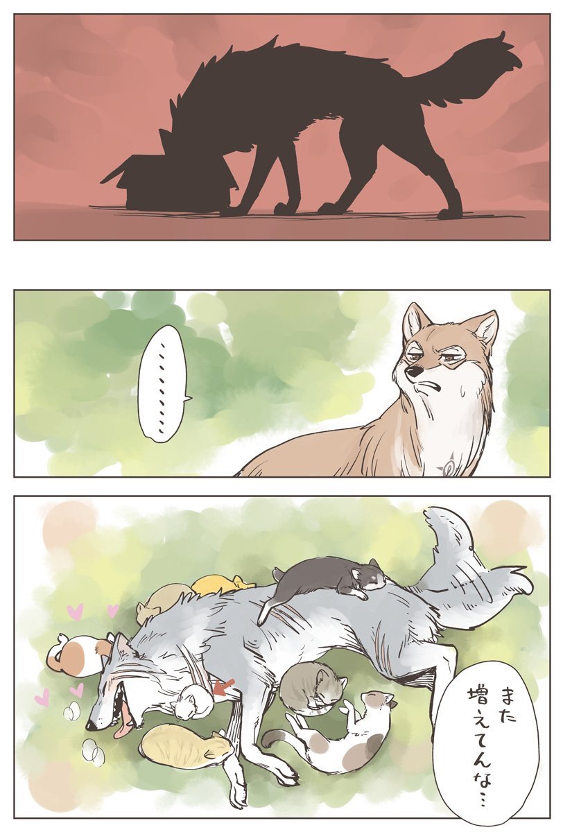 捨て猫と狼，被丢弃的小奶猫与狼先生|狼|小奶猫|猫_新浪新闻
