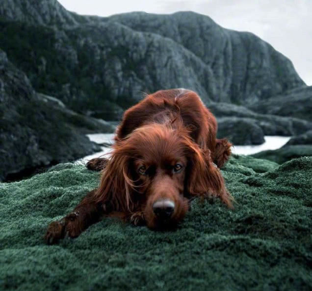 爱尔兰血猎犬天生高贵主人为此苦学摄影技术最后一张美到窒息