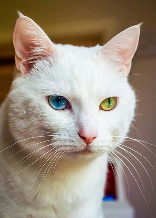 虹膜异色症的猫,有两只颜色不同的眼睛.|虹膜|猫|眼睛_新浪新闻