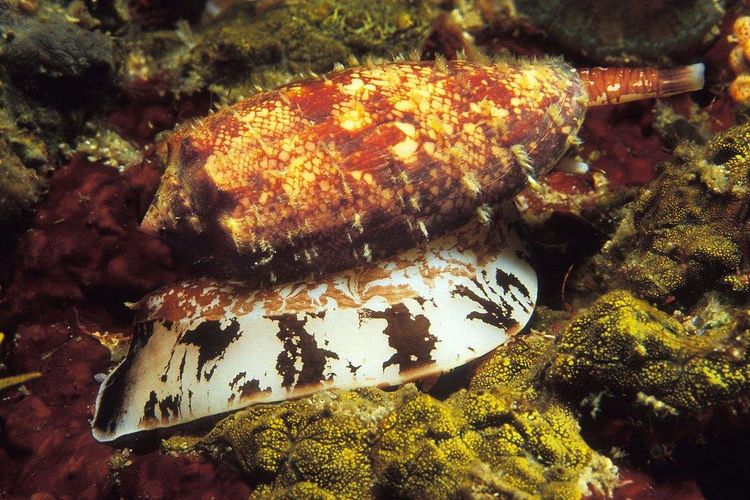 这种蜗牛的种类很多,不同的花纹和色彩都有区别,是一种含有剧毒的生物