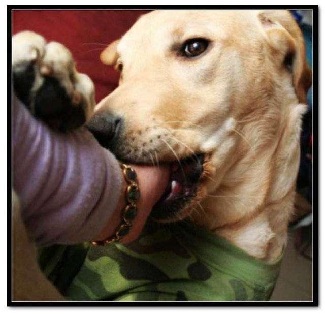 拉布拉多|狗狗|主人_新浪网