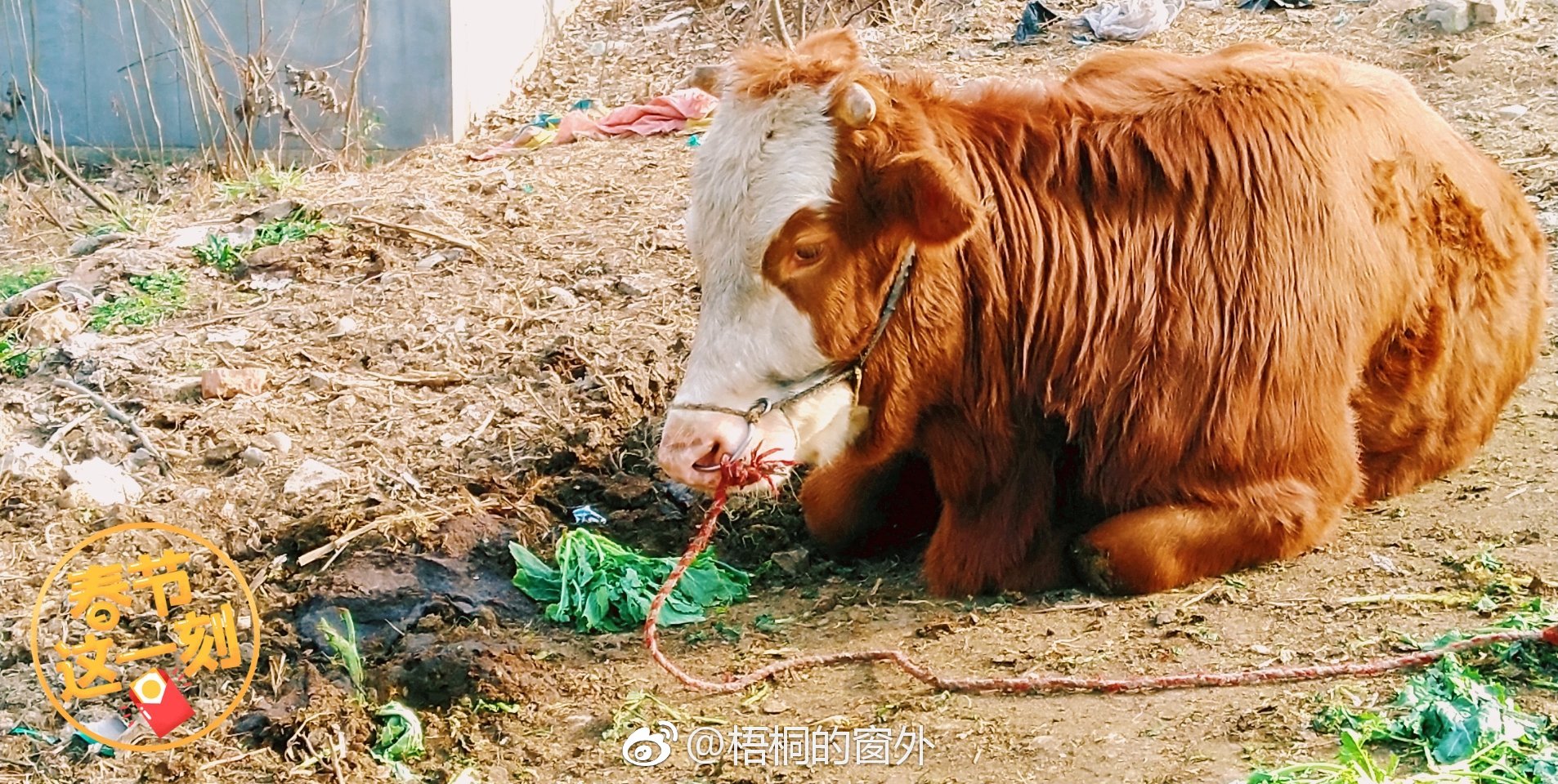 一头牛卧着,就任由我拍.生活里的惊喜,多来自于踏踏实实的热爱.