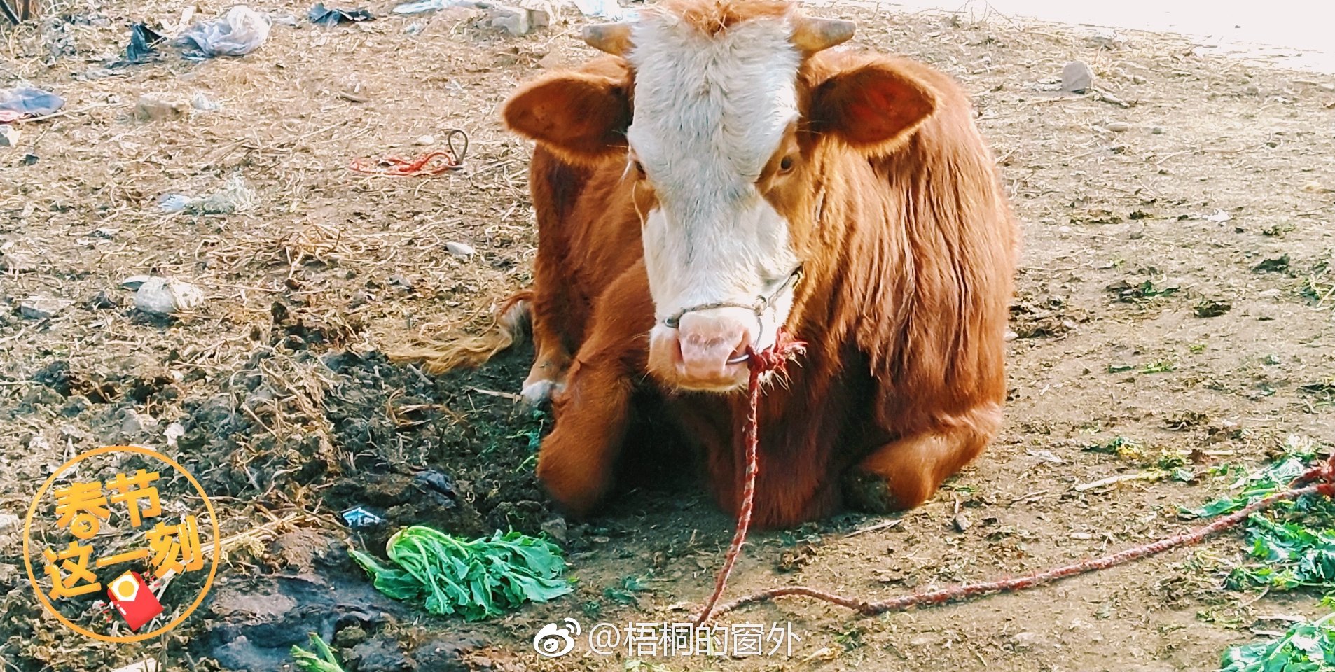 生活里的惊喜,多来自于踏踏实实的热爱.