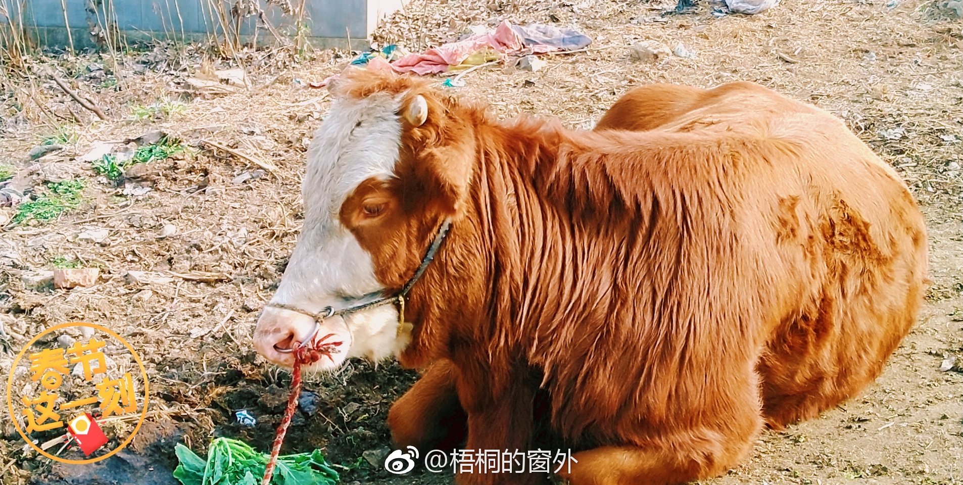 一头牛卧着,就任由我拍.生活里的惊喜,多来自于踏踏实实的热爱.