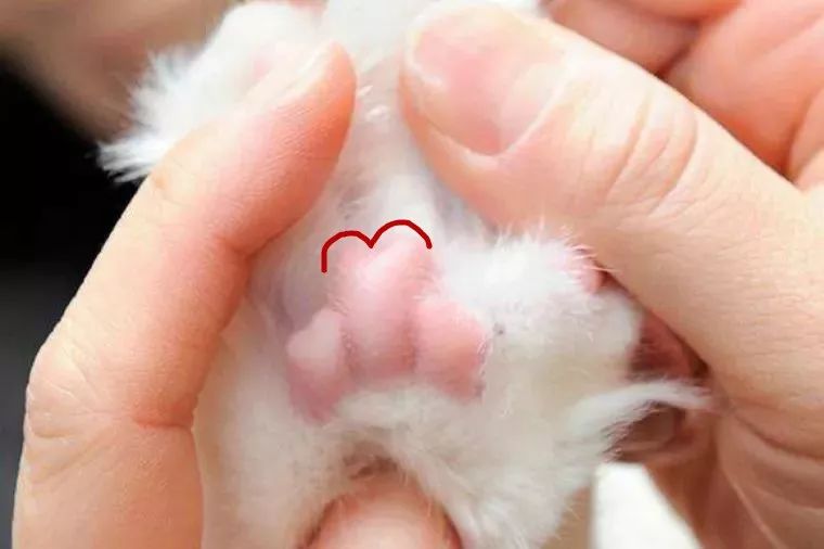 猫左右形状不一样的话是看前爪的肉垫(后脚不准)这里说的掌球7215