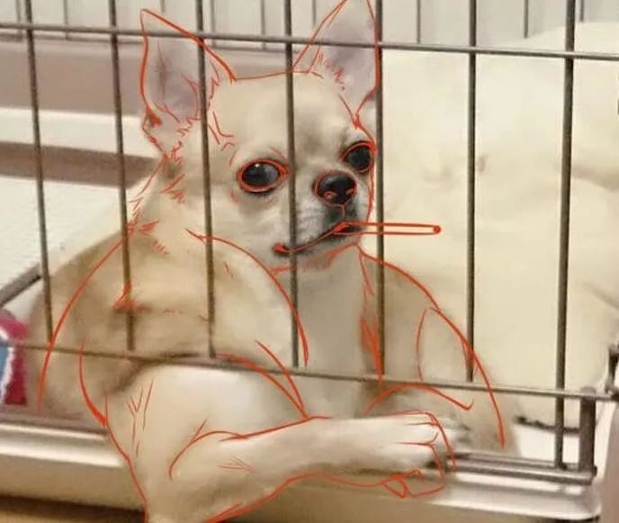 继猛男柴犬和肌肉狐狸后又有动物成为新网红