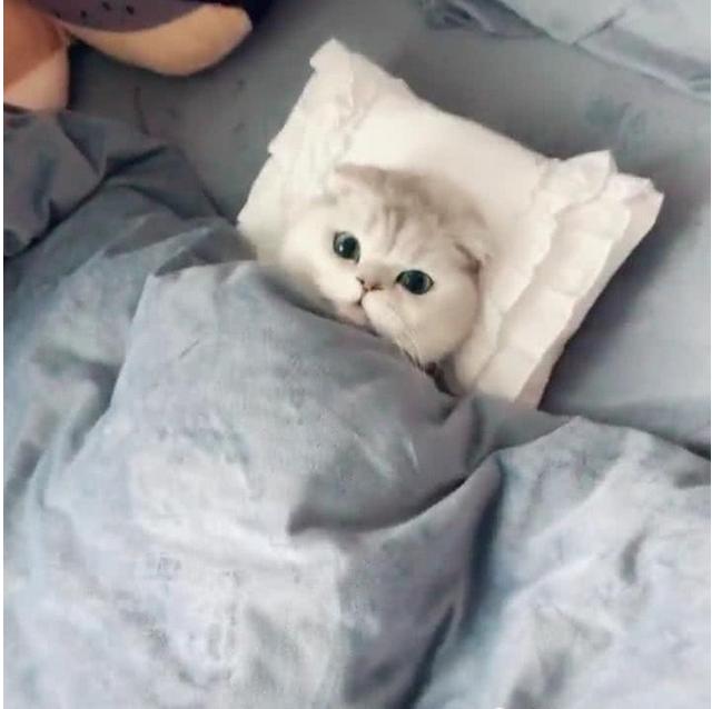 懒猫不想起床的图片图片