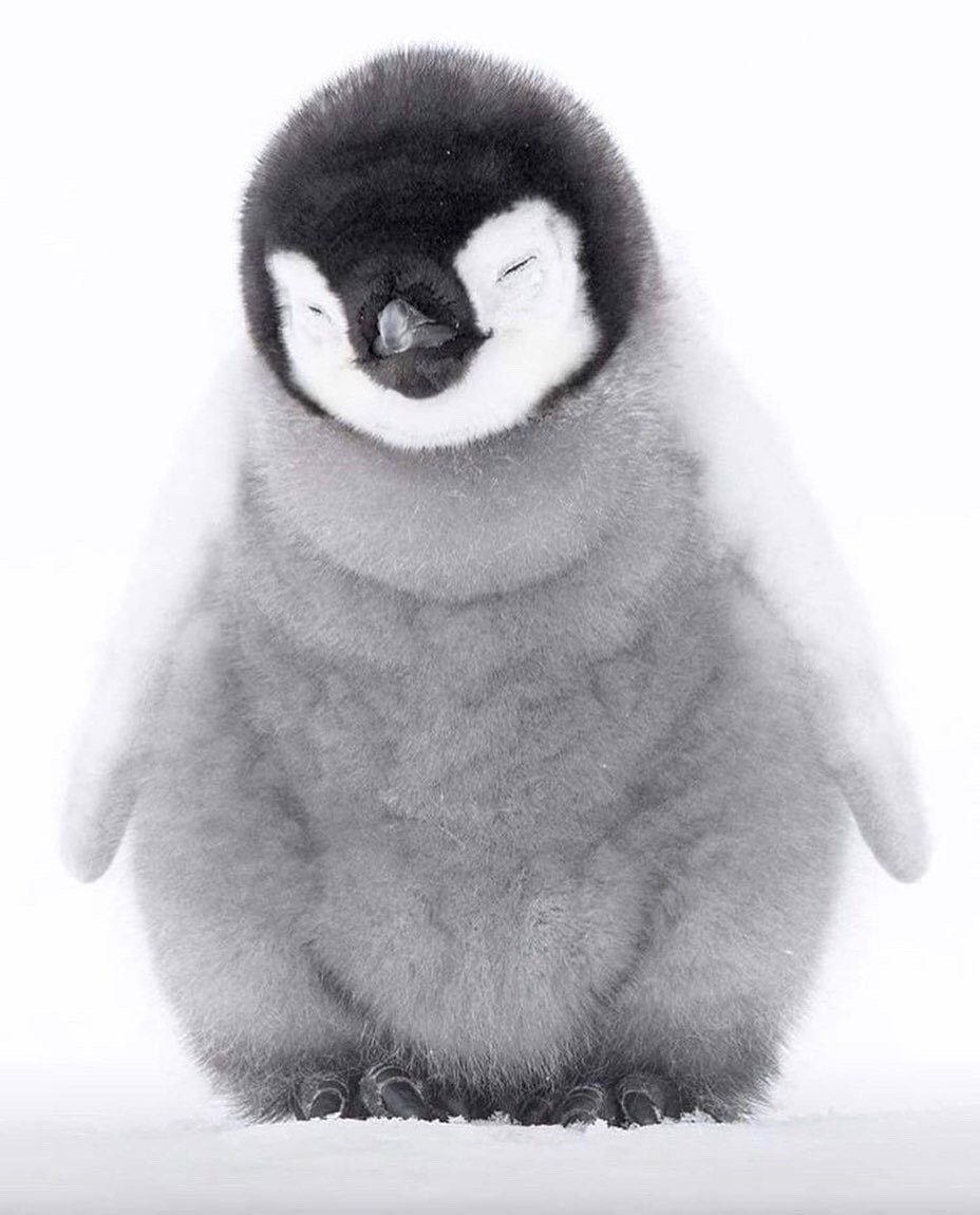 毛茸茸的企鹅,看上去自得其乐太可爱了,想跟它们一起玩