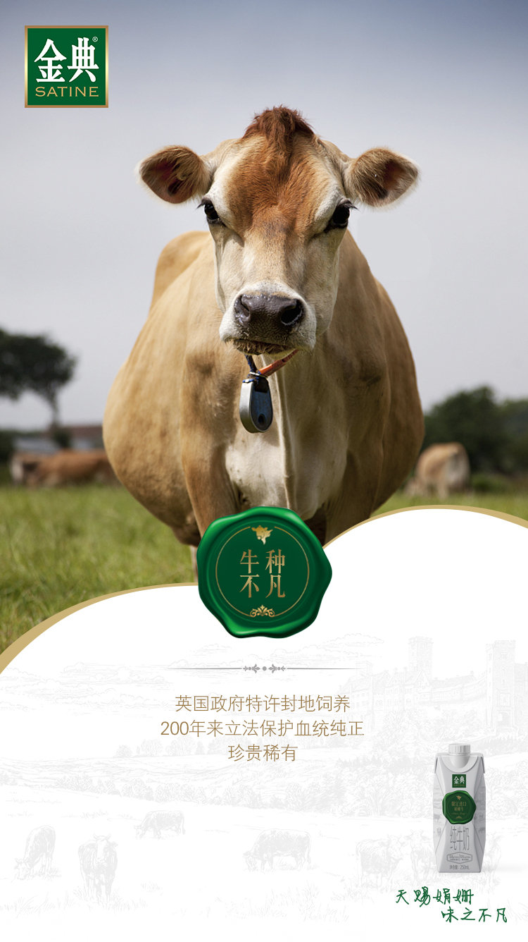 金典娟姗纯牛奶新品上市.娟姗奶牛被誉为"牛中贵族"