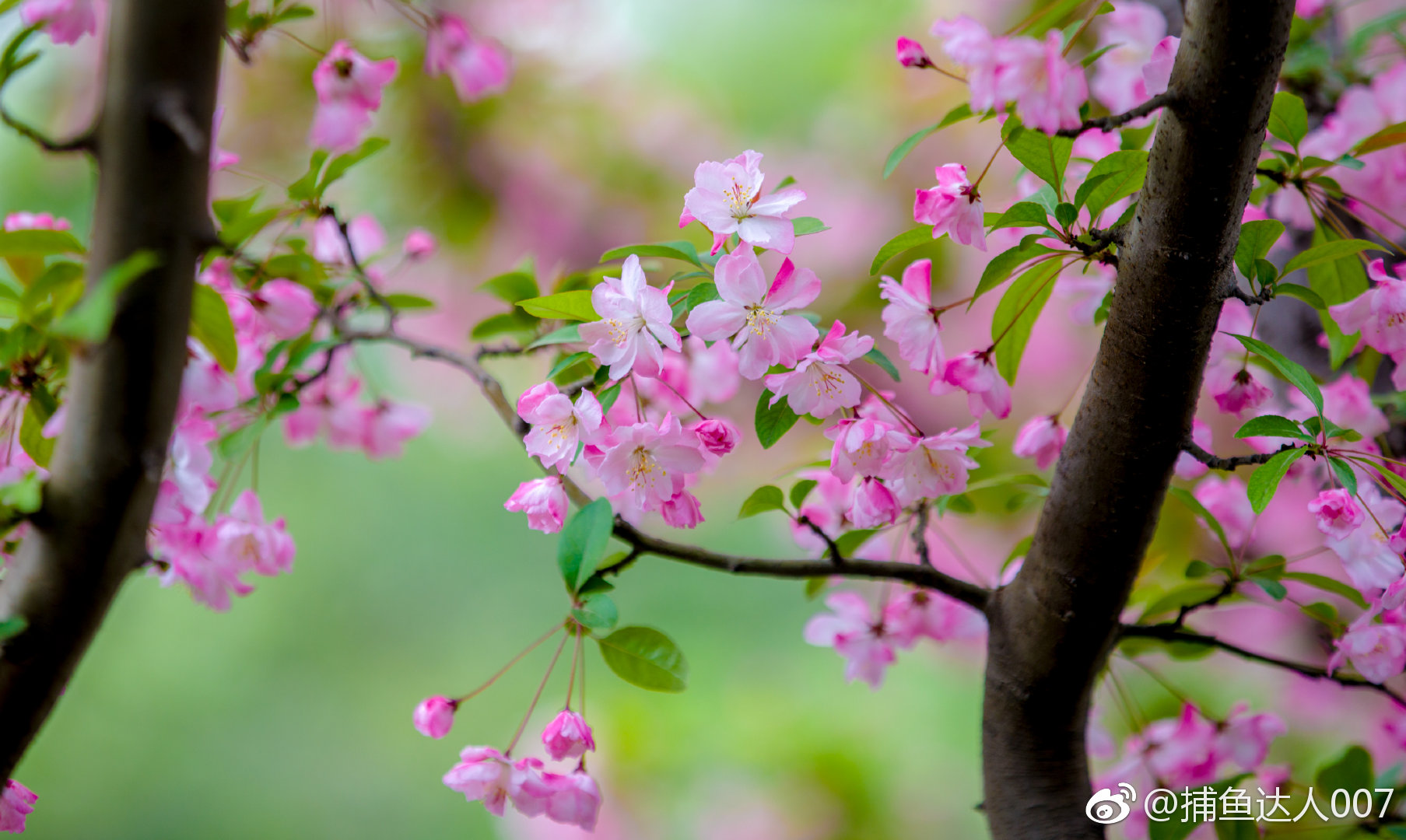 垂丝海棠--趵突泉公园漱玉堂@新浪山东 @浪部落 @济南市旅游发展委员