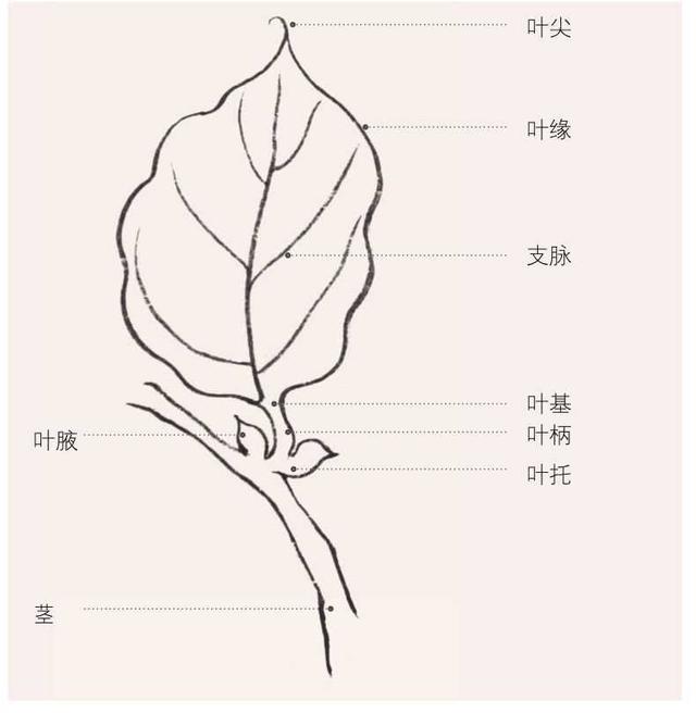 国画教程：国画中花卉叶子结构的具体画法步骤图解，一起来临摹吧|枝干|花卉|叶片_新浪网