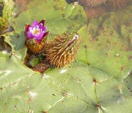 芡实始载于《神农本草经》,列为上品,又名鸡头子,历版《中国药典》均