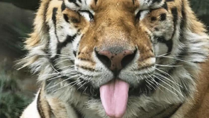 老虎的舌头有多锋利舔下人就会掉一层皮看完才明白有多危险