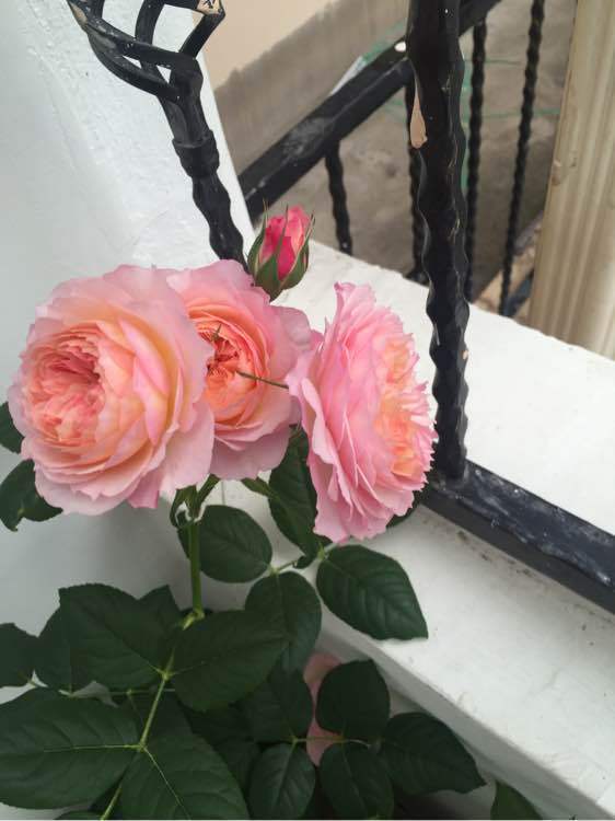 喜欢月季,不如养优良品种"梦幻褶边",花型唯美,沁人心脾!