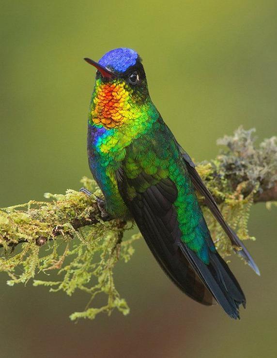 龙鸟|恐龙|羽毛_新浪新闻