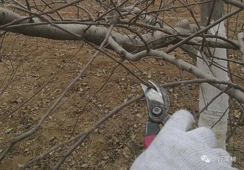 苹果冬季修剪这"十类枝"必须下岗!|主枝|徒长枝|病虫_新浪新闻