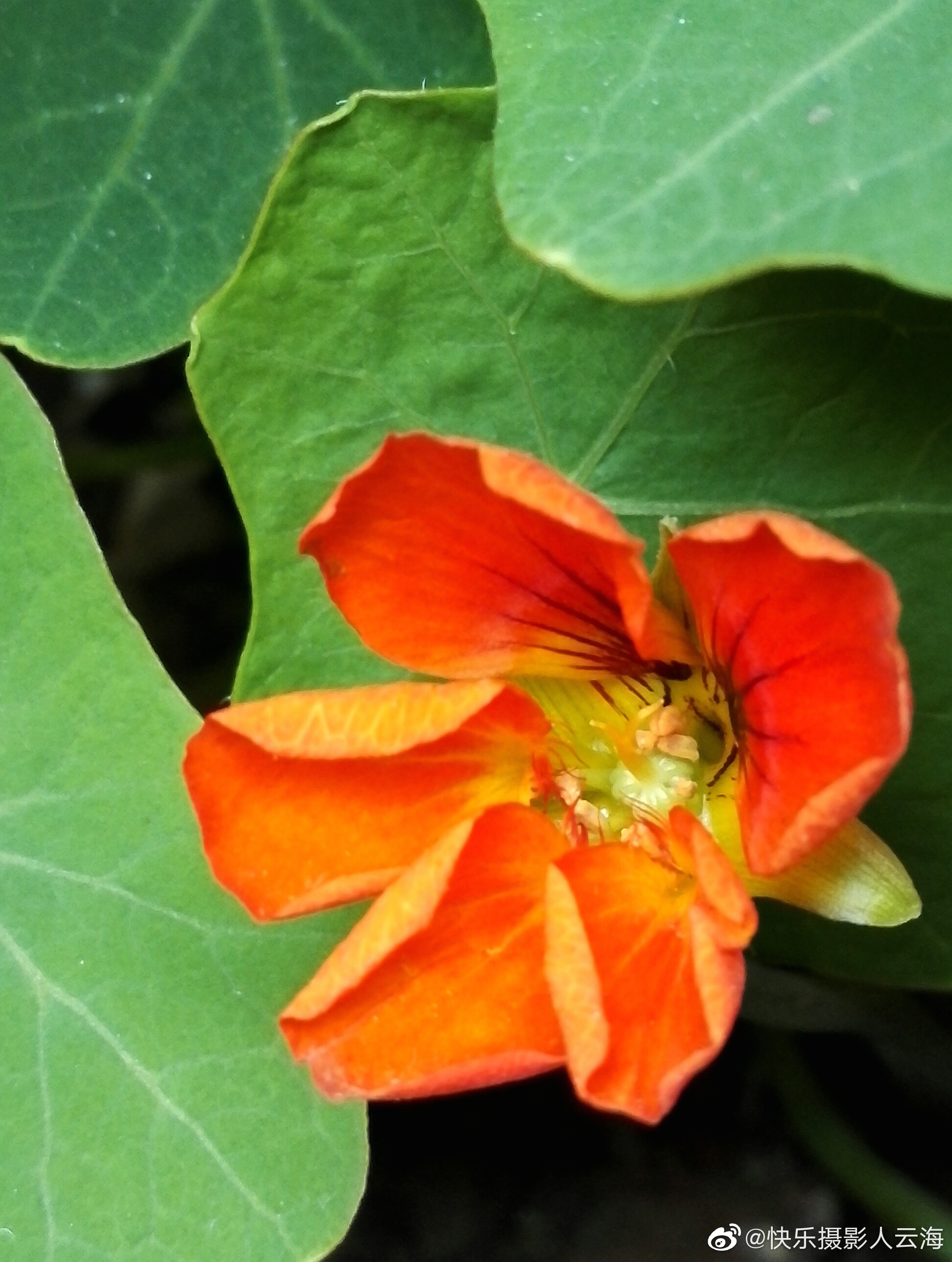 植物花卉小红花