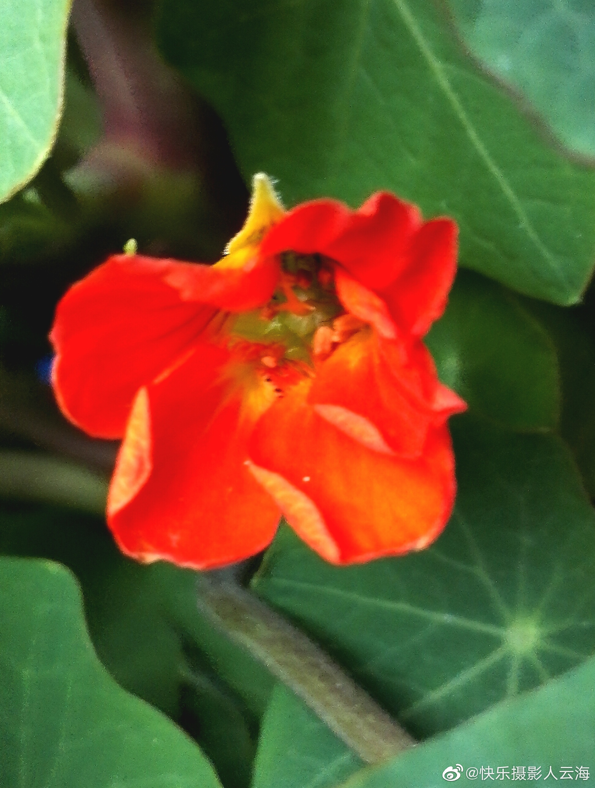 植物花卉小红花