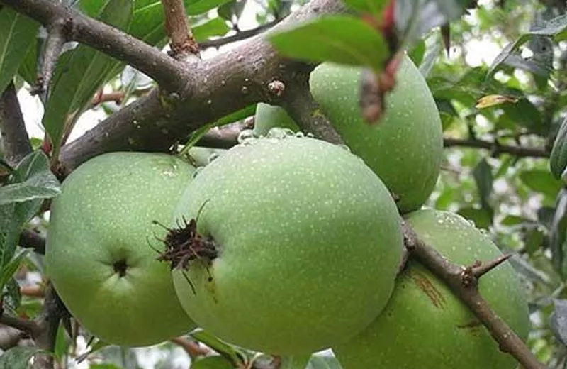 多依果贮藏及运输过程中的杀菌保鲜技术