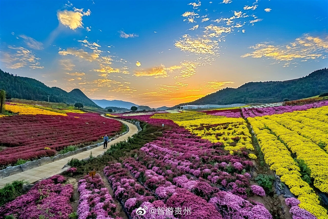 来贵州黔东南麻江县卡乌药谷江村菊花园撕掉你的烦恼