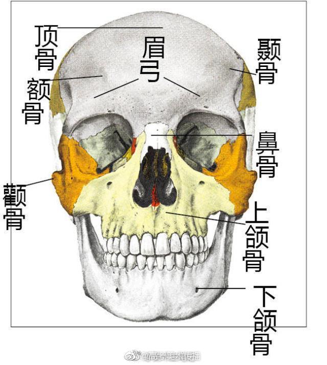 素描头像体块分析