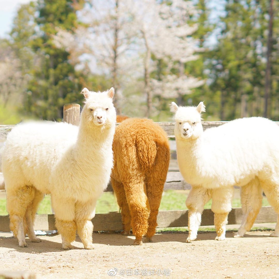 日本摄影师sugishi造访国内各个农场以及动物园捕捉到草泥马的可爱表