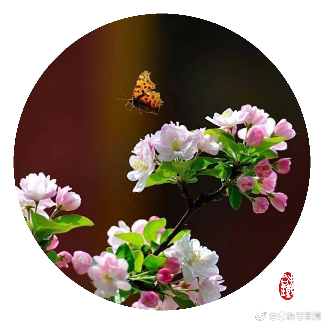 开到荼蘼花事了.