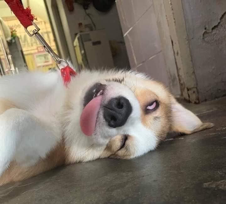 主人看着狗狗边翻白眼边吐舌头睡觉的傻样,瞬间笑翻了!