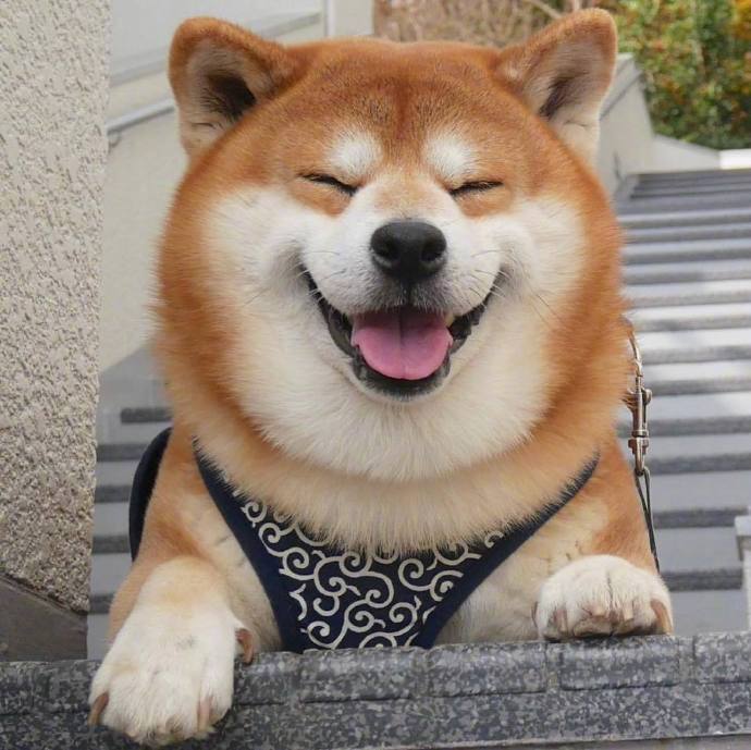 国外网友家的阿柴berry靠着笑容治愈了超多人