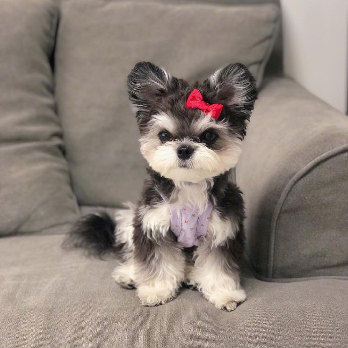 雪纳瑞和贵宾混血也太可爱了叭