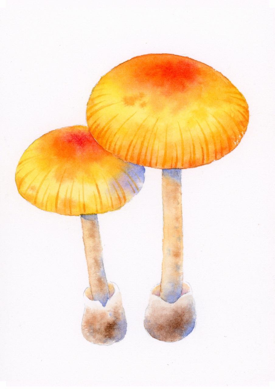 一组水彩妖菇自然界中充满魔力的平凡植物美丽却致命