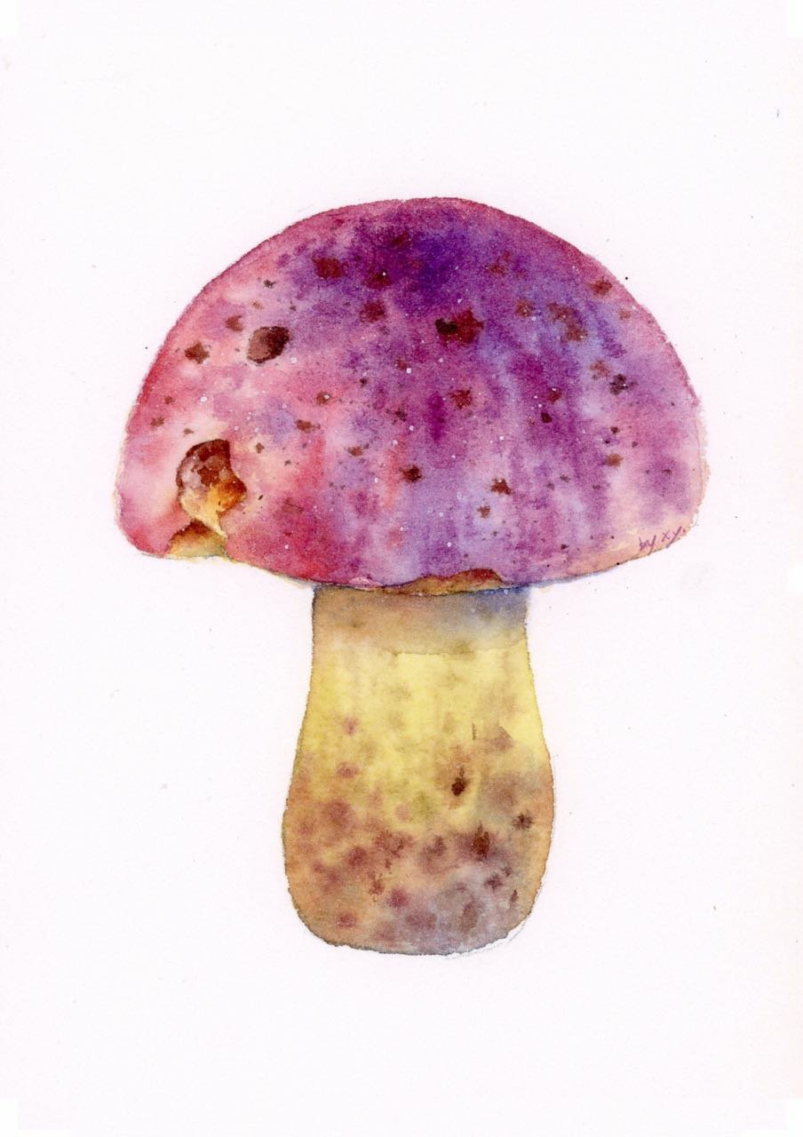 一组水彩妖菇自然界中充满魔力的平凡植物美丽却致命