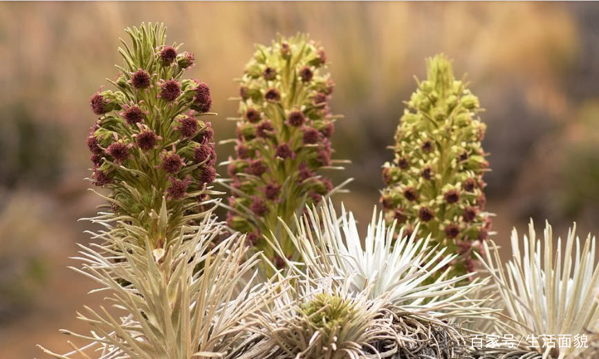 夏威夷银剑菊在开花的时候非常的有个性,一般一株植物上面就会爆出几