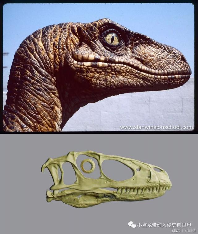 侏罗纪世界|恐爪龙|龙_新浪新闻