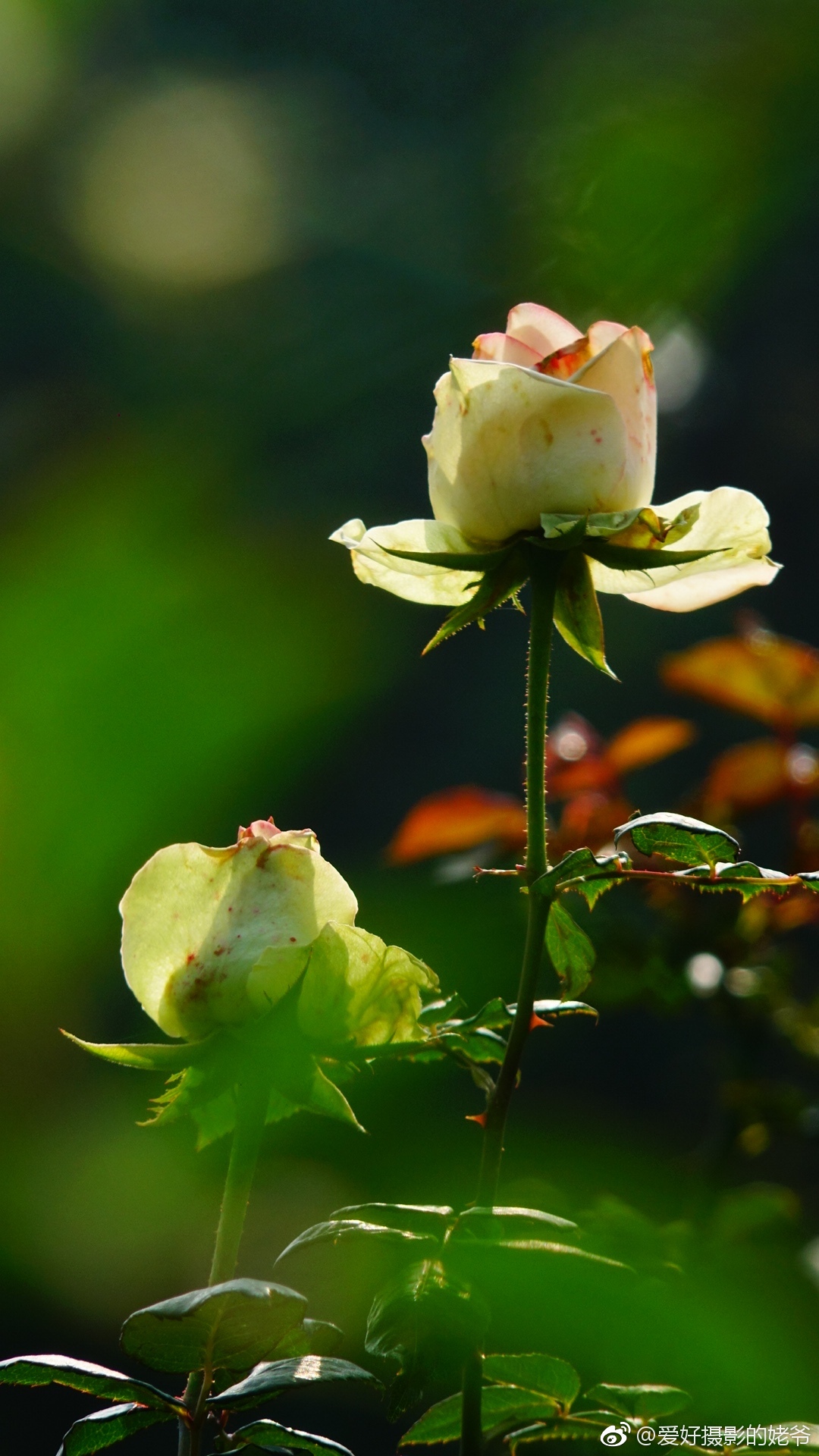 冬日里的月季花