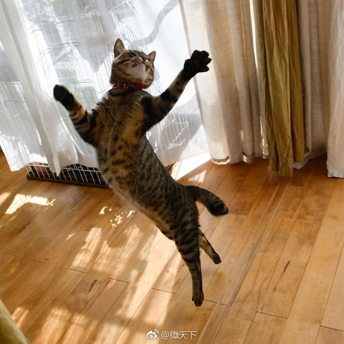 土耳其小猫肚皮舞表演图片