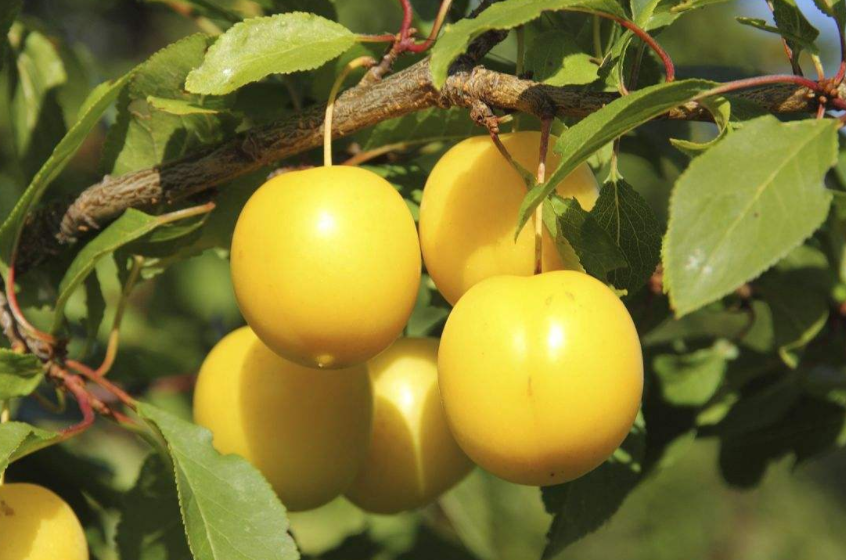 农村这种果子,城里人有钱也买不到,农民却掉在地上也不要