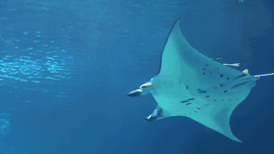 能返老还童海王里撑起半边天的海洋生物现实中也很厉害