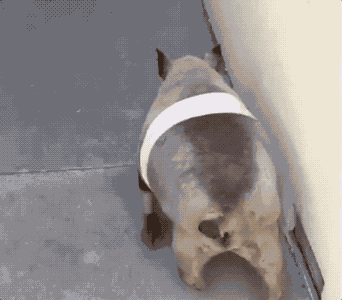 屁股扭一扭,猫步走一走,可以说是非常壮美了.