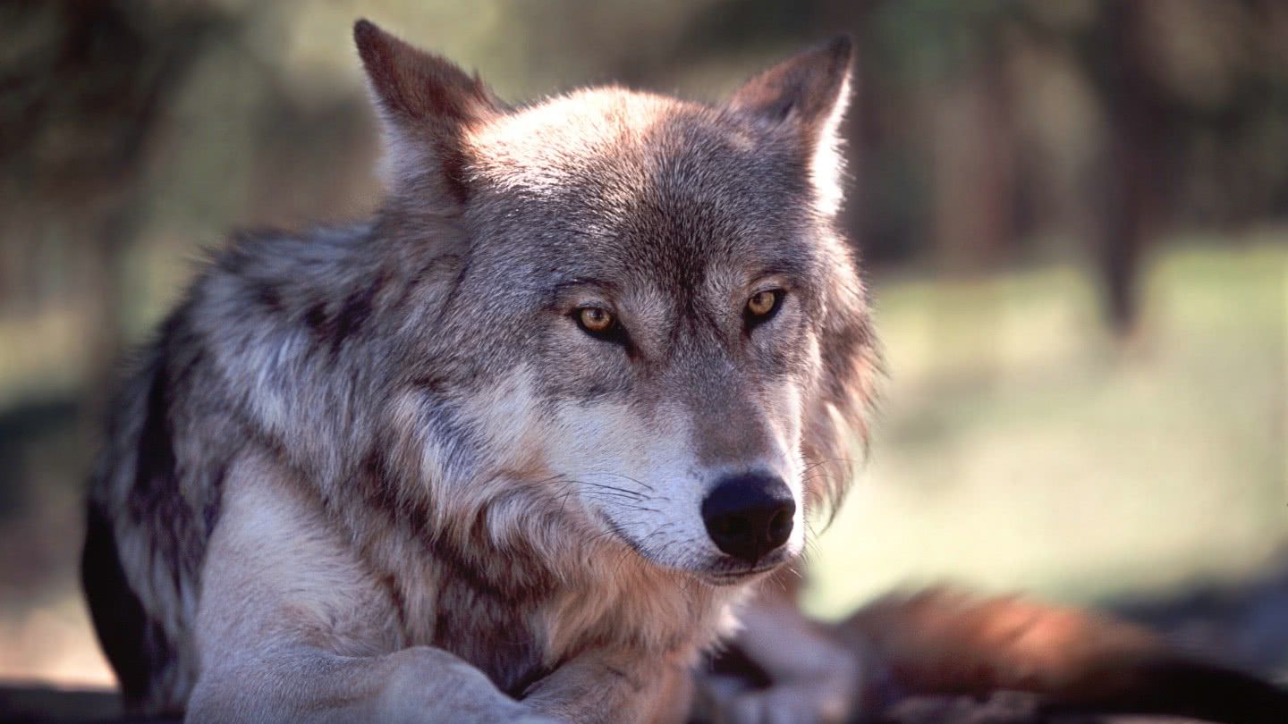 野外碰到孤狼时,采取这五种手段,能提高自己的生存几率
