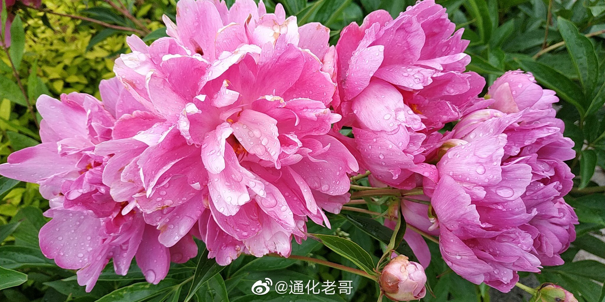 繁丝蹙金蕊,高焰当炉火|高焰|金蕊|芍药_新浪新闻