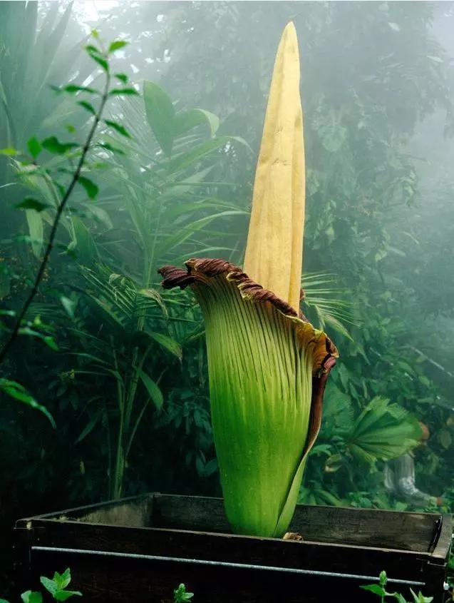 盘点世上最奇怪的植物,它是植物中的长寿者,能活1500年!