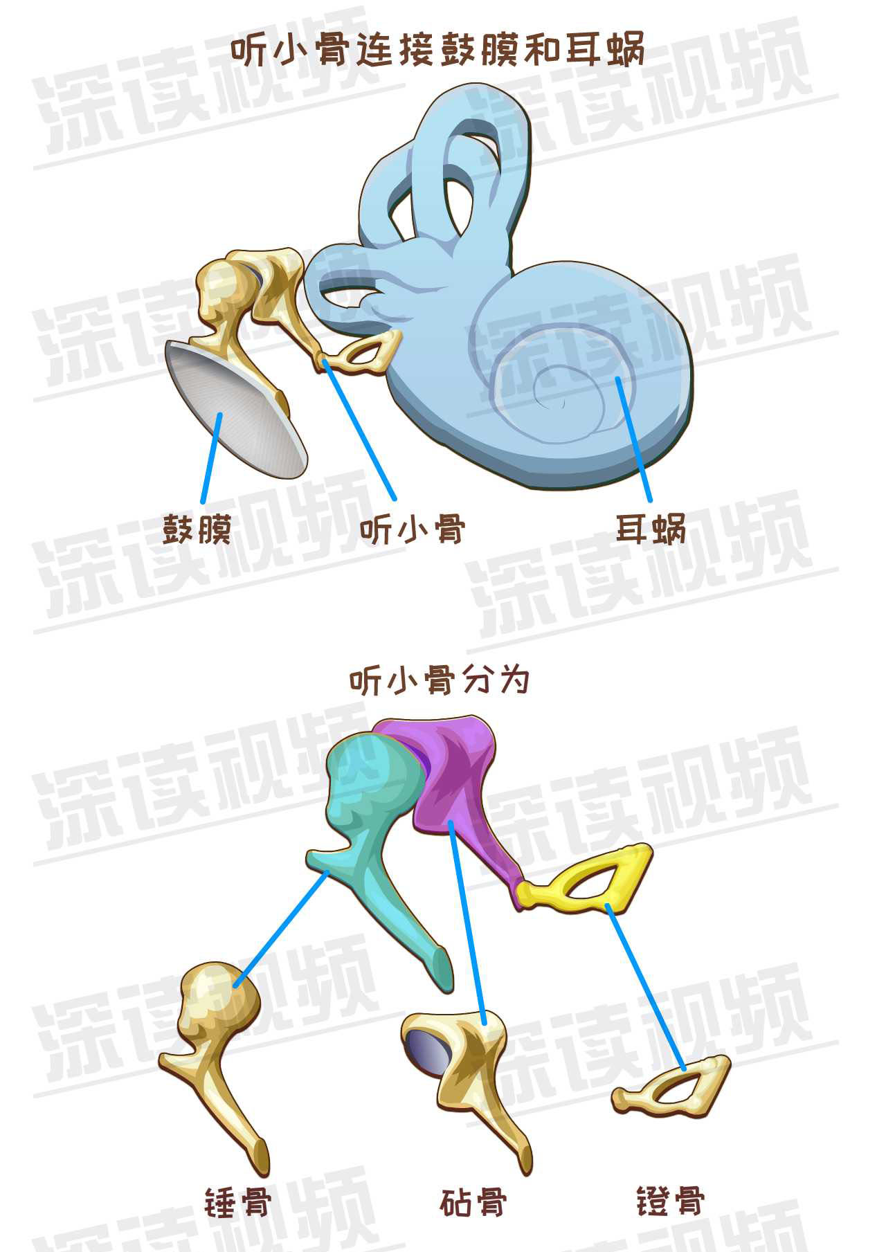 鼓膜一振动,听小骨就get到了鼓膜的节奏,连接内耳的一端像个发报员一